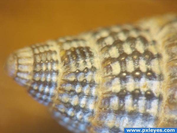 seashell closeup_4af43136d3f1b